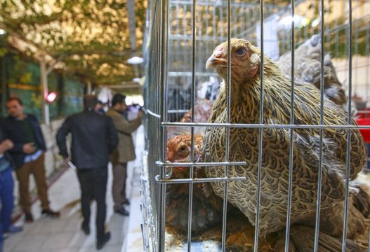 بالصور.. واصبح للدجاج ملكة جمال!